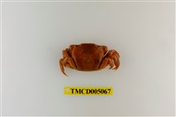 藏品(絨毛近方蟹)的圖片